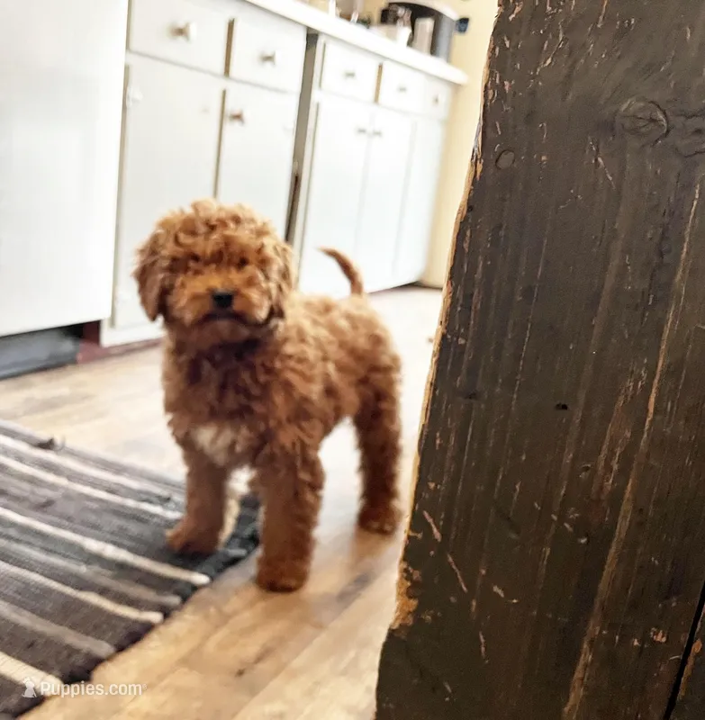 Milo – Miniature Goldendoodle puppy for sale in Hampton, CT