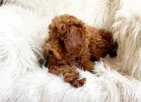 Milo, a male Miniature Goldendoodle for sale in Hampton, CT – Photo 3 of 5