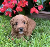 Poppi, a female Miniature Goldendoodle for sale in Hampton, CT – 2 of 3
