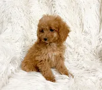 Pixie , a female Cavapoo and Poodle - Miniature  for sale in Hampton, CT – 4 of 8