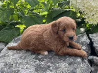 Penny, a female Miniature Goldendoodle for sale in Hampton, CT – 3 of 3