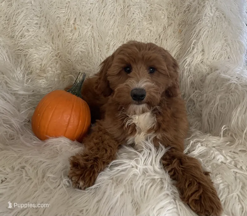 Mini Lucy – Miniature Goldendoodle puppy for sale in Hampton, CT