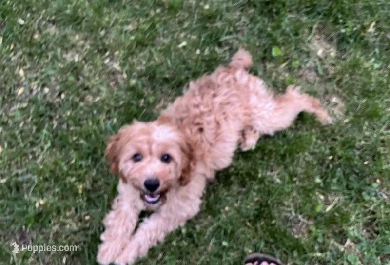 Tommy – Cavapoo, Poodle - Miniature  puppy for sale in Hampton, CT