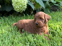 Mini Cinnamon, a female Miniature Goldendoodle for sale in Hampton, CT – 5 of 5