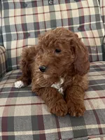 Charlie, a male Miniature Goldendoodle for sale in Hampton, CT – Photo 4 of 4
