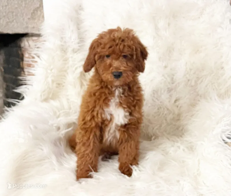 Charlie – Miniature Goldendoodle puppy for sale in Hampton, CT