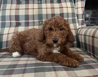Charlie, a male Miniature Goldendoodle for sale in Hampton, CT – Photo 2 of 4