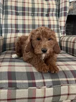 Charlie, a male Miniature Goldendoodle for sale in Hampton, CT – Photo 3 of 4