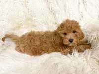 Maple, a female Cavapoo and Poodle - Miniature  for sale in Hampton, CT – 5 of 6