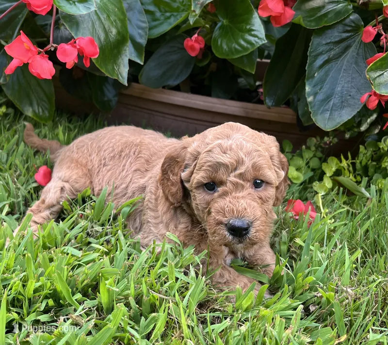 Rosie – Miniature Goldendoodle puppy for sale in Hampton, CT