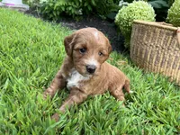 Mini Lucy, a female Miniature Goldendoodle for sale in Hampton, CT – 3 of 3
