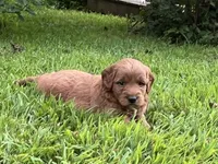 Teddy, a male Miniature Goldendoodle for sale in Hampton, CT – 4 of 5