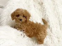 Pixie , a female Cavapoo and Poodle - Miniature  for sale in Hampton, CT – 6 of 8