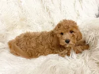 Maple, a female Cavapoo and Poodle - Miniature  for sale in Hampton, CT – 4 of 6