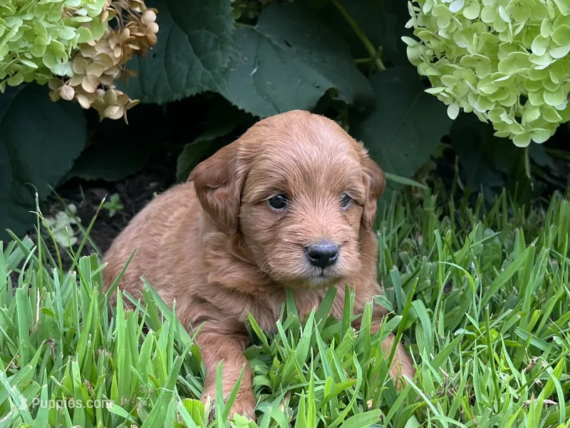 Penny – Miniature Goldendoodle puppy for sale in Hampton, CT