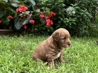Teddy, a male Miniature Goldendoodle for sale in Hampton, CT – 5 of 5