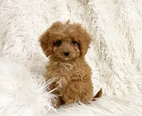 Pixie , a female Cavapoo and Poodle - Miniature  for sale in Hampton, CT – 2 of 8