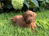 Mini Cinnamon, a female Miniature Goldendoodle for sale in Hampton, CT – 4 of 5