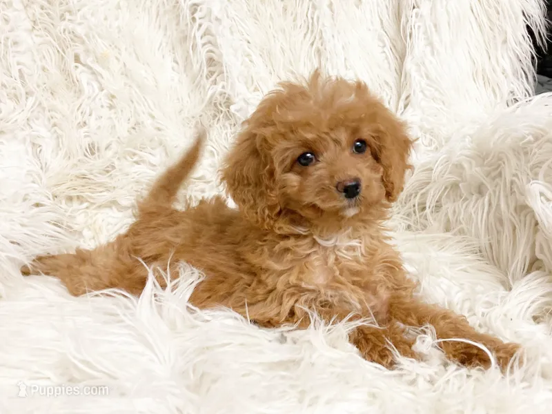 Pixie  – Cavapoo, Poodle - Miniature  puppy for sale in Hampton, CT