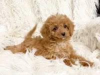 Pixie , a female Cavapoo and Poodle - Miniature  for sale in Hampton, CT – 1 of 8