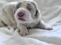 Chester , a male Labradoodle and Poodle - Standard  for sale in Dunn, NC – Photo 4 of 6