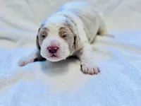 Chester , a male Labradoodle and Poodle - Standard  for sale in Dunn, NC – Photo 3 of 6