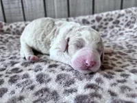 Chester , a male Poodle - Standard  for sale in Dunn, NC – Photo 3 of 5