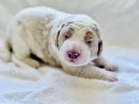 Chester , a male Labradoodle and Poodle - Standard  for sale in Dunn, NC – Photo 2 of 6