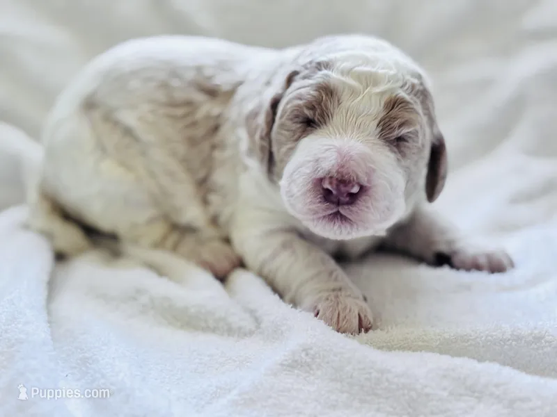 Chester  – Labradoodle, Poodle - Standard  puppy for sale in Dunn, NC
