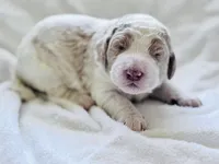 Chester , a male Labradoodle and Poodle - Standard  for sale in Dunn, NC – Photo 1 of 6
