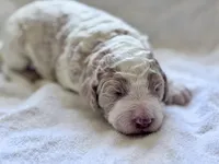 Chester , a male Labradoodle and Poodle - Standard  for sale in Dunn, NC – Photo 6 of 6