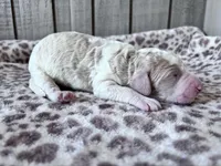 Chester , a male Poodle - Standard  for sale in Dunn, NC – Photo 4 of 5