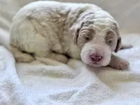 Chester , a male Labradoodle and Poodle - Standard  for sale in Dunn, NC – Photo 5 of 6