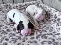 Chester , a male Poodle - Standard  for sale in Dunn, NC – Photo 5 of 5