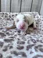 Chester , a male Poodle - Standard  for sale in Dunn, NC – Photo 2 of 5