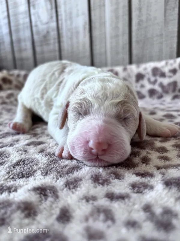 Chester  – Poodle - Standard  puppy for sale in Dunn, NC