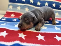 Otis , a male Miniature Pinscher for sale in Dunn, NC – 5 of 7