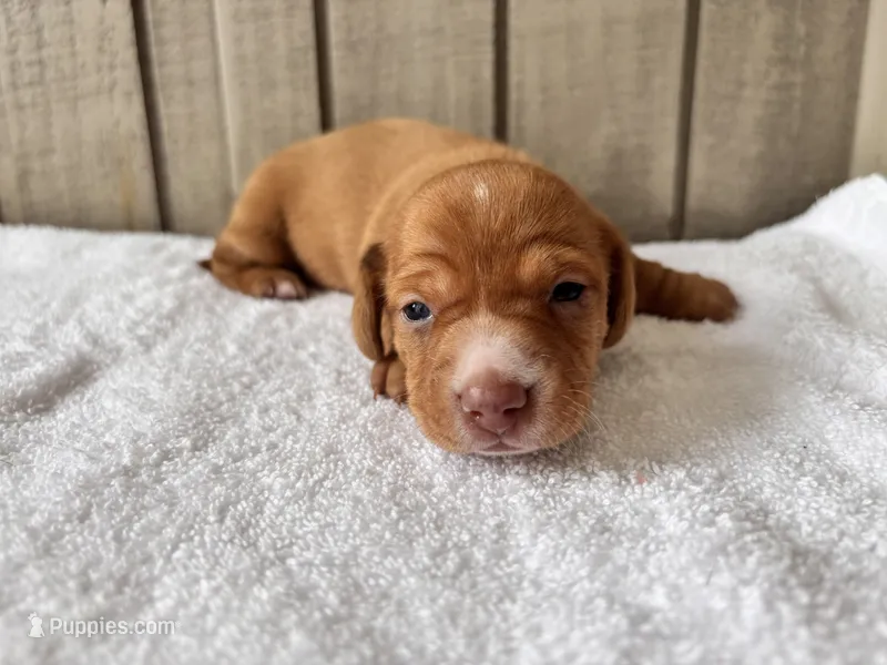 Pumpkin AkC  – Miniature Dachshund puppy for sale in Dunn, NC