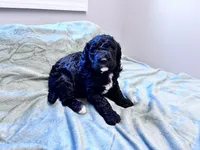 May F1b , a female Labradoodle and Poodle - Standard  for sale in Dunn, NC – Photo 7 of 9