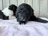 May F1b , a female Labradoodle and Poodle - Standard  for sale in Dunn, NC – Photo 9 of 9