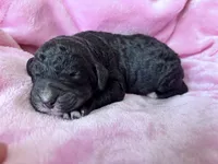 May, a female Labradoodle and Poodle - Standard  for sale in Dunn, NC – Photo 2 of 5