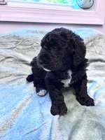 May F1b , a female Labradoodle and Poodle - Standard  for sale in Dunn, NC – Photo 6 of 9
