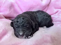 May, a female Labradoodle and Poodle - Standard  for sale in Dunn, NC – Photo 3 of 5