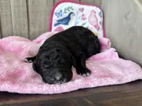 May, a female Labradoodle and Poodle - Standard  for sale in Dunn, NC – Photo 4 of 5
