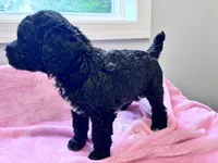 May , a female Labradoodle for sale in Dunn, NC – 4 of 8