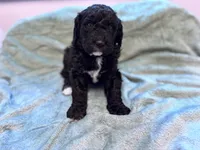 May F1b , a female Labradoodle and Poodle - Standard  for sale in Dunn, NC – Photo 3 of 9