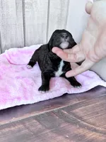 May, a female Labradoodle and Poodle - Standard  for sale in Dunn, NC – Photo 5 of 5
