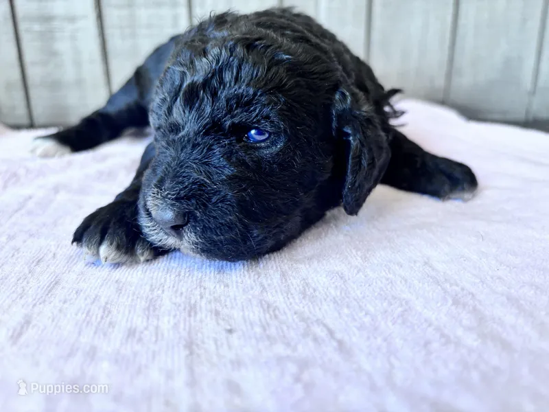 May – Labradoodle, Poodle - Standard  puppy for sale in Dunn, NC