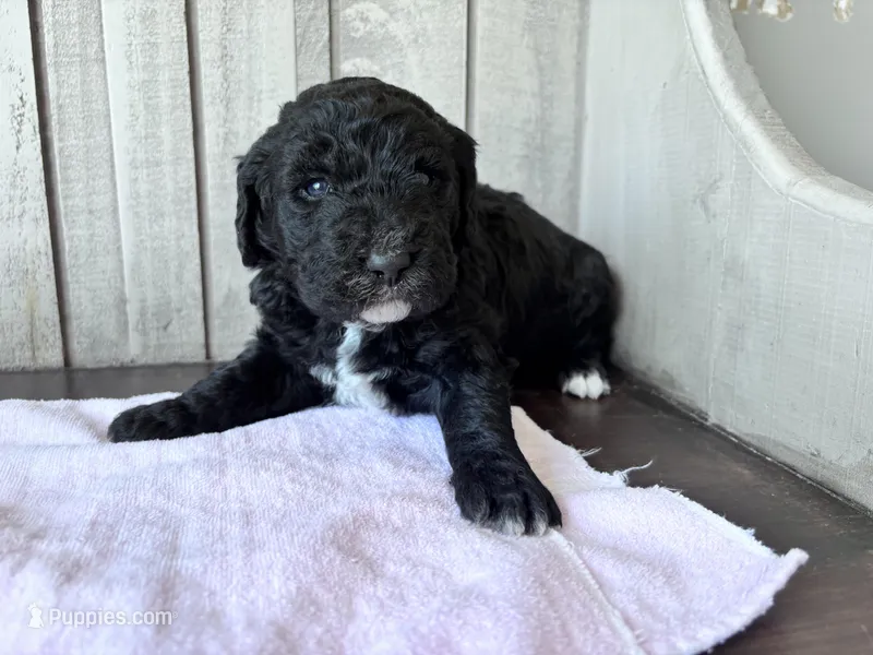 May – Labradoodle, Poodle - Standard  puppy for sale in Dunn, NC