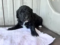 May F1b , a female Labradoodle and Poodle - Standard  for sale in Dunn, NC – Photo 4 of 9
